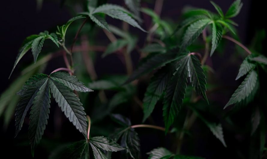Prague THC Joint Delivery: Fast Shipping & Discreet Packaging