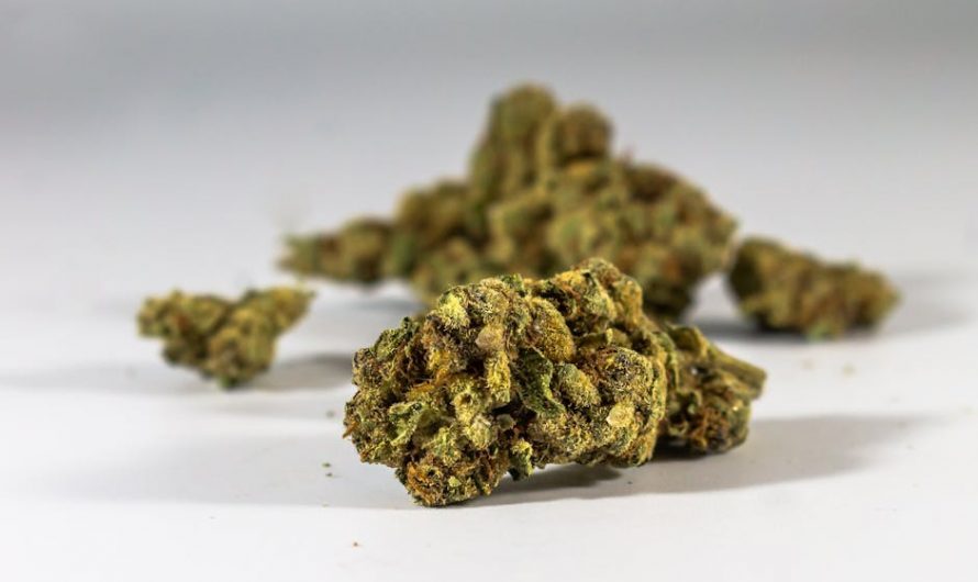 Prague Pot Shop Trusted Cannabis Dealer in Old Town