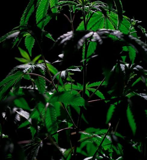 Legal Cannabis in Prague: Your Ultimate Guide