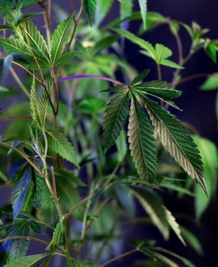 Prague’s Burgeoning Vape Culture Has Made the City a Hotspot for Cannabis Enthusiasts