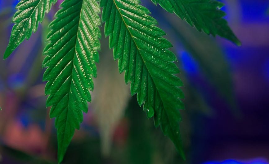 Prague is not only a cultural hotspot but also a growing hub for cannabis enthusiasts