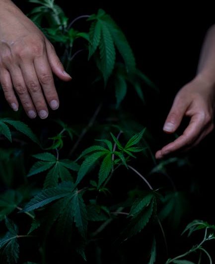 Looking for a cheap and discreet delivery of high‑quality THC joints in Prague?