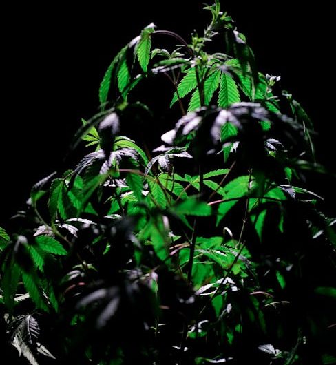 Looking for the best THC joint menu near me in Prague?