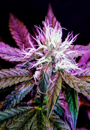 Prague is rapidly becoming one of the most vibrant hubs for cannabis enthusiasts in the Czech Republic