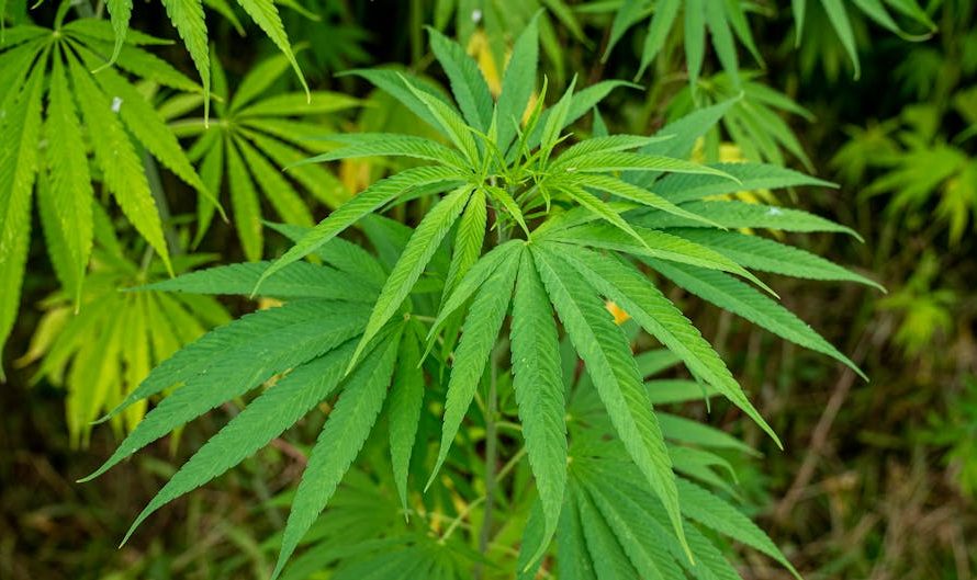Prague Online Weed Shop: Fast, Reliable, and Discreet Delivery Service